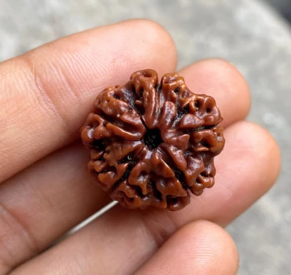 5 Mukhi Rudraksha Gallery