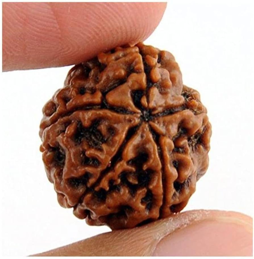5 Mukhi Rudraksha Gallery